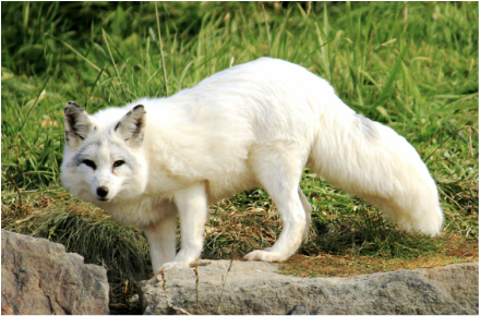 Marble Fox Pelt (07-16-0061-01)